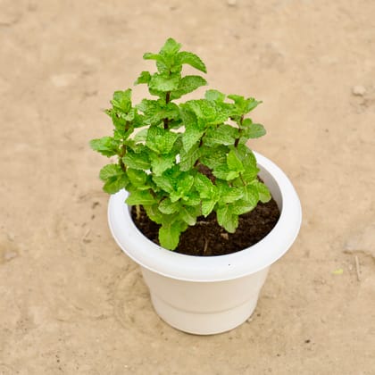Buy Pudina / Mint in 6 Inch White Classy Plastic Pot Online | Urvann.com