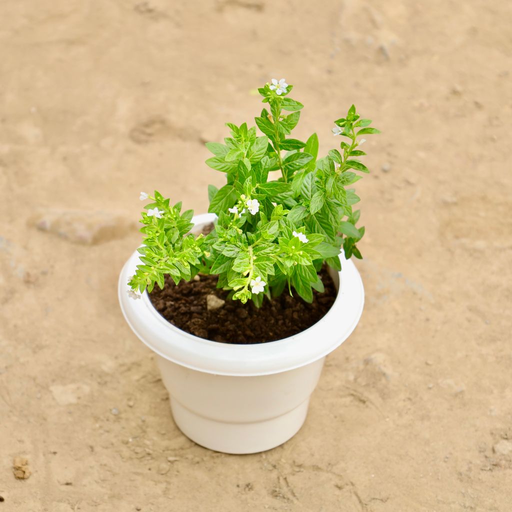 Buy Cuphea / False Heather White in 6 Inch White Classy Plastic Pot Online | Urvann.com Cuphea / False Heather White in 6 Inch White Classy Plastic Pot