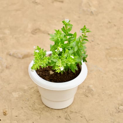Buy Cuphea / False Heather White in 6 Inch White Classy Plastic Pot Online | Urvann.com