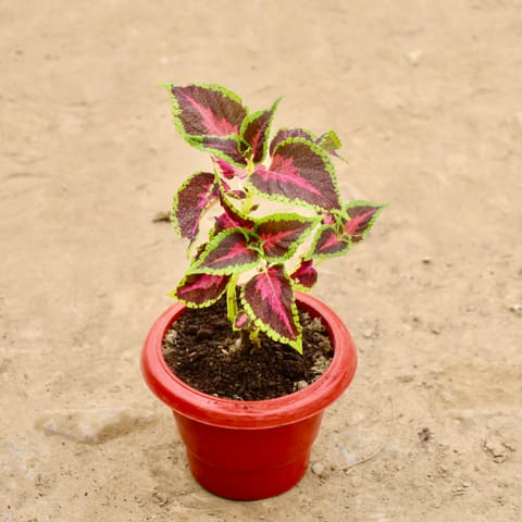 Coleus (Any Colour) in 6 Inch Red Classy Plastic Pot