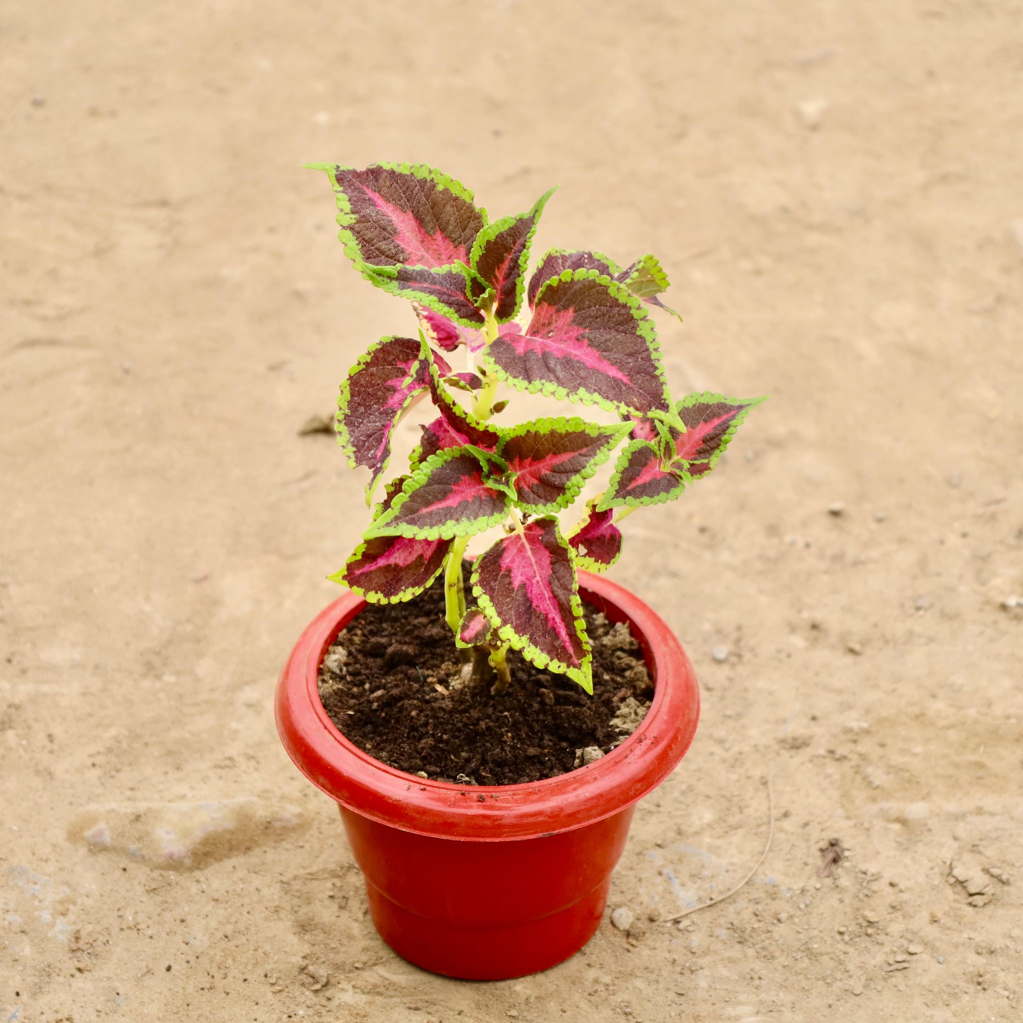 Coleus (Any Colour) in 6 Inch Red Classy Plastic Pot