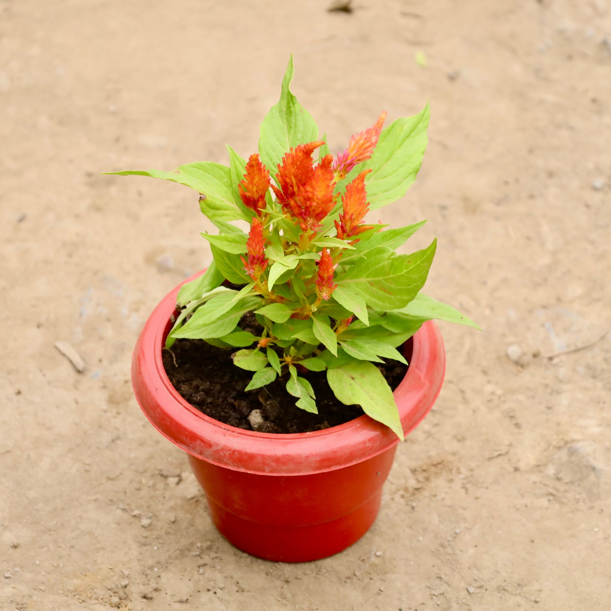 Celosia / Cockscomb (Any Colour) in 6 Inch Red Classy Plastic Pot