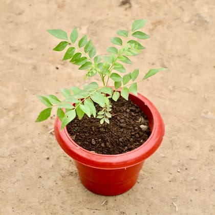 Buy Curry Patta in 6 Inch Red Classy Plastic Pot Online | Urvann.com