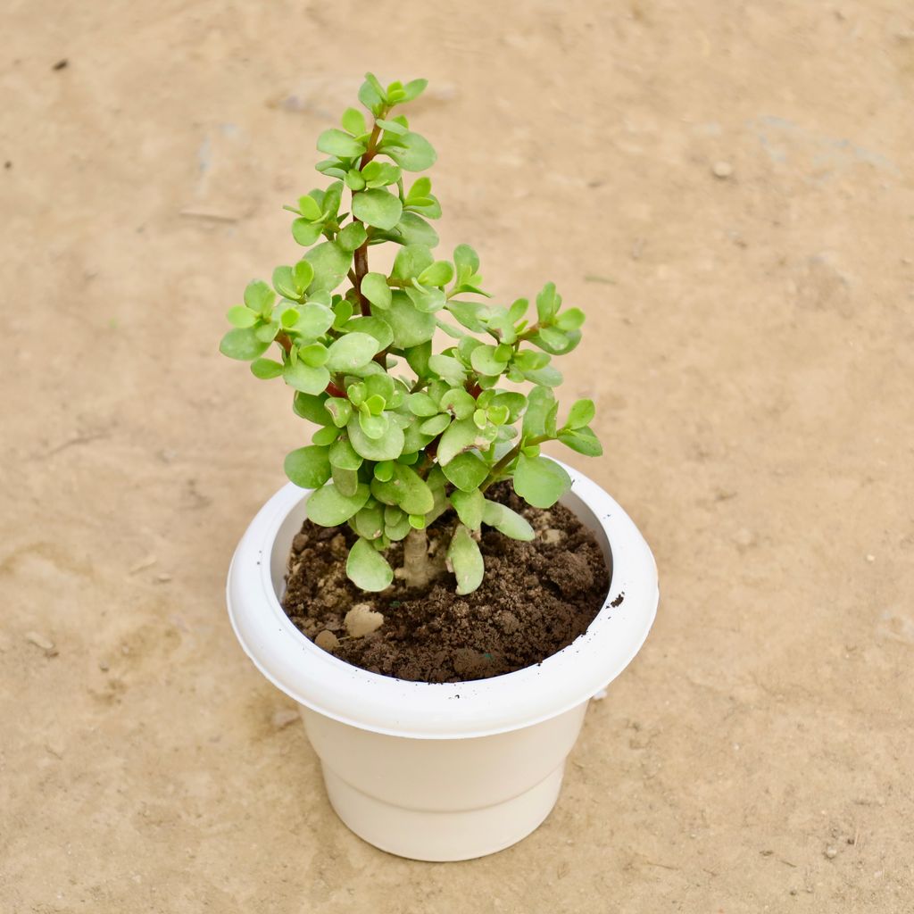 Buy English Jade in 6 Inch White Classy Plastic Pot Online | Urvann.com English Jade in 6 Inch White Classy Plastic Pot