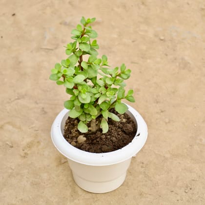 Buy English Jade in 6 Inch White Classy Plastic Pot Online | Urvann.com