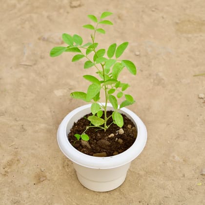 Buy Aparajita / Asian Pigeonwings (Any Colour) in 6 Inch White Classy Plastic Pot Online | Urvann.com