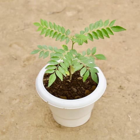 Curry Patta in 6 Inch White Classy Plastic Pot