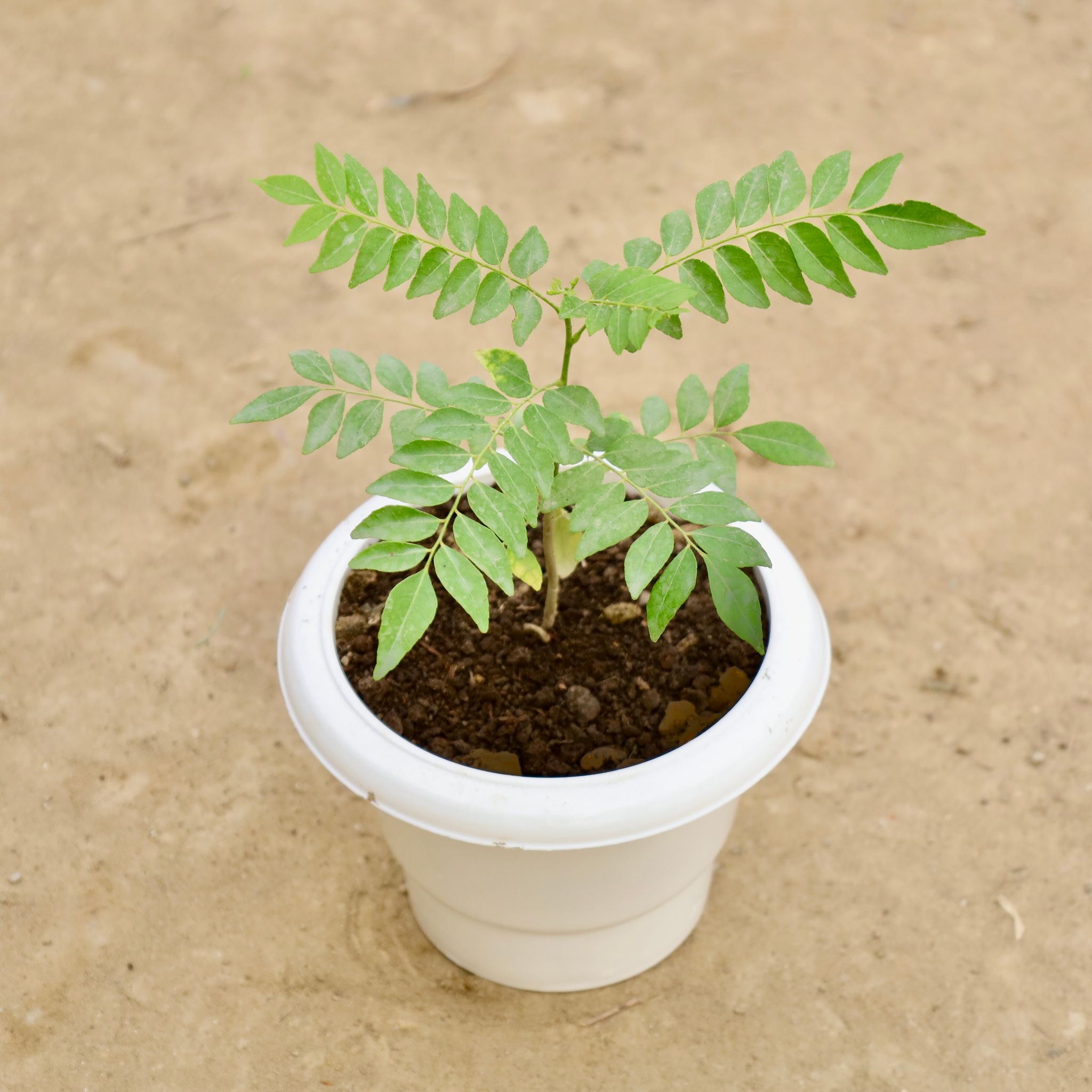 Curry Patta in 6 Inch White Classy Plastic Pot