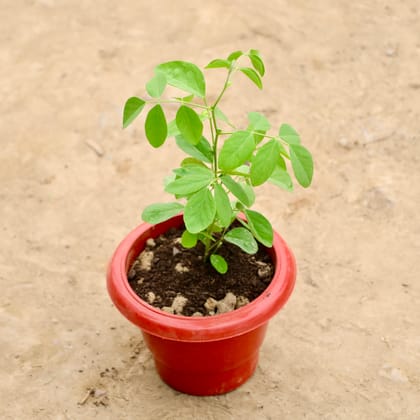 Buy Aparajita / Asian Pigeonwings (Any Colour) in 6 Inch Red Classy Plastic Pot Online | Urvann.com