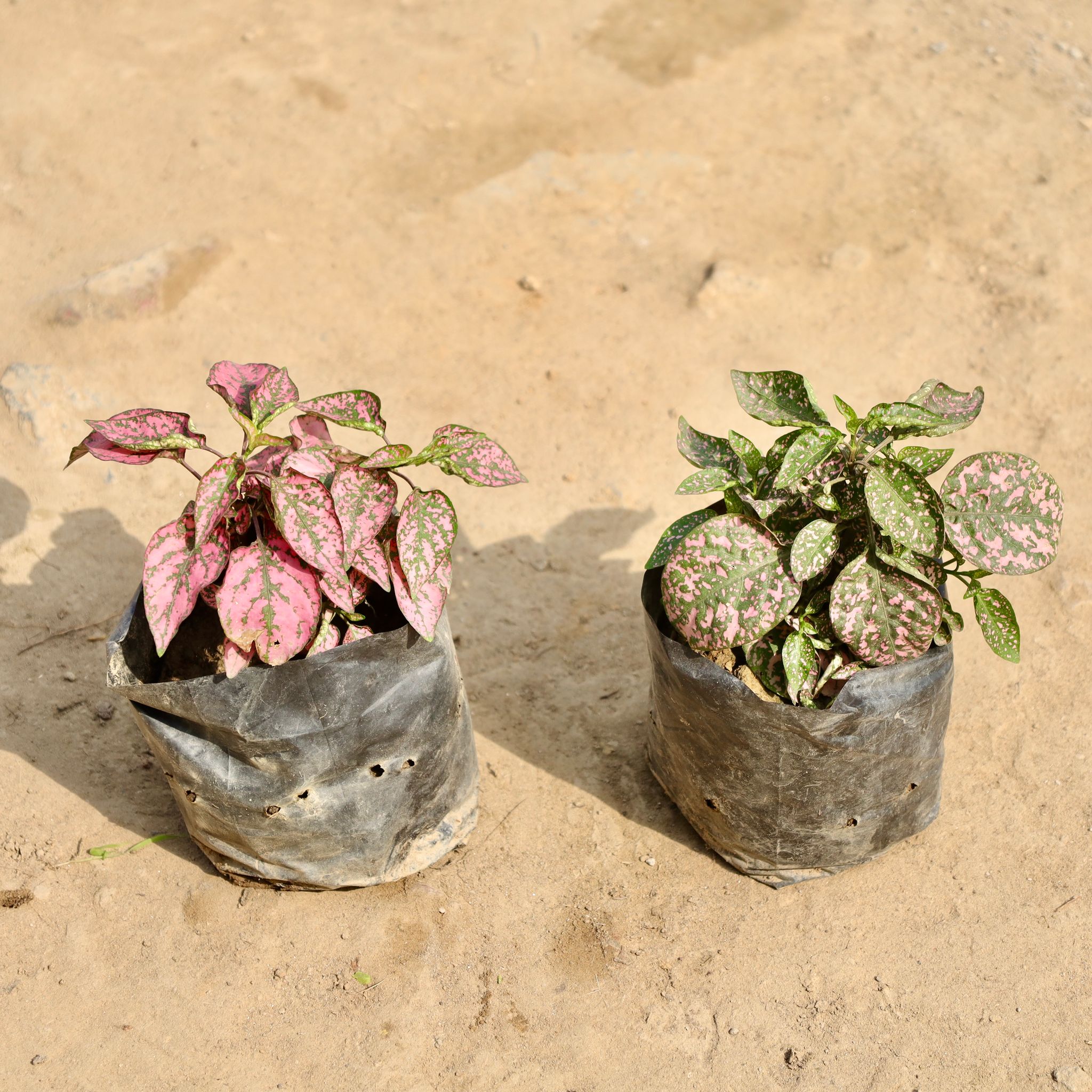Set of 2 - Hypoestes / Polka Dot (Any Colour) in 3 Inch Nursery Bag