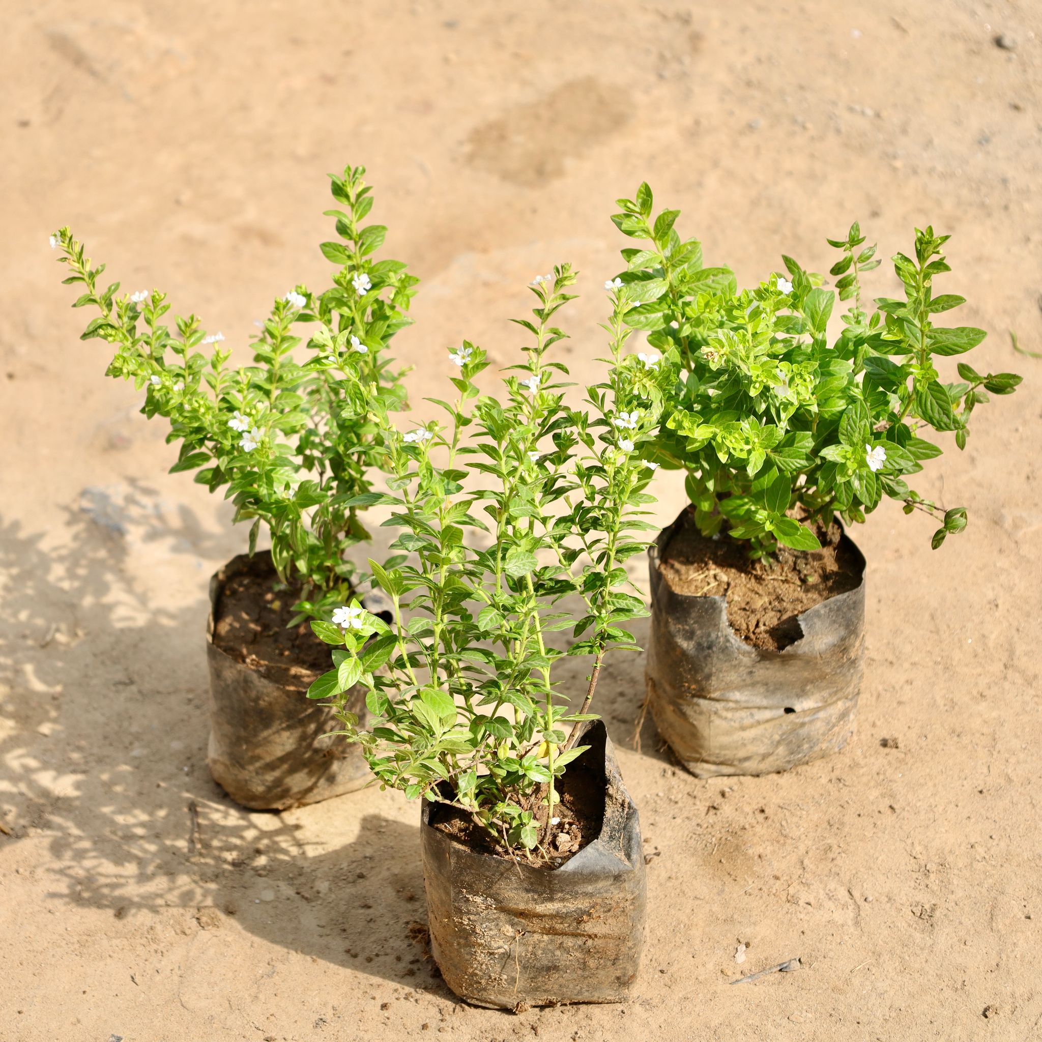 Set of 3 - Cuphea / False Heather White in 4 Inch Nursery Bag