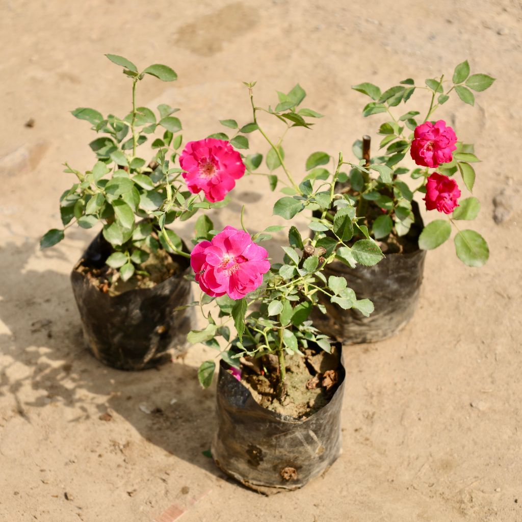 Free Next Day Delivery | Set of 3 - Button Rose (Any Colour) in 4 Inch ...