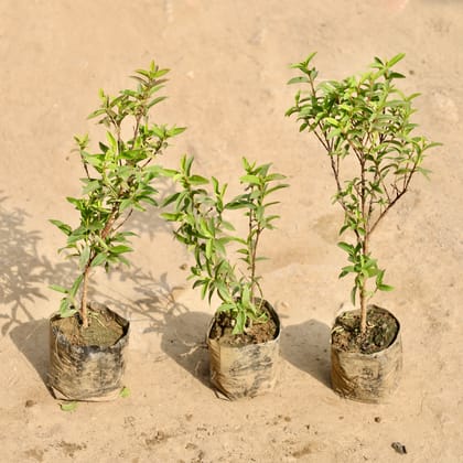 Buy Set of 3 - China Amrood / Guava in 4 Inch Nursery Bag Online | Urvann.com