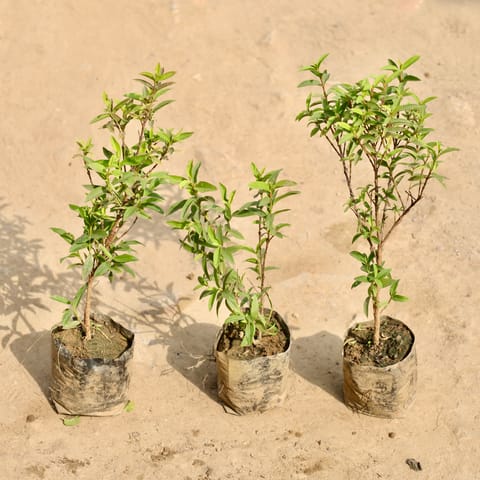Set of 3 - China Amrood / Guava in 4 Inch Nursery Bag