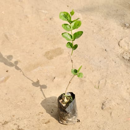 Buy Amrood Thai in 6 Inch Nursery Bag Online | Urvann.com