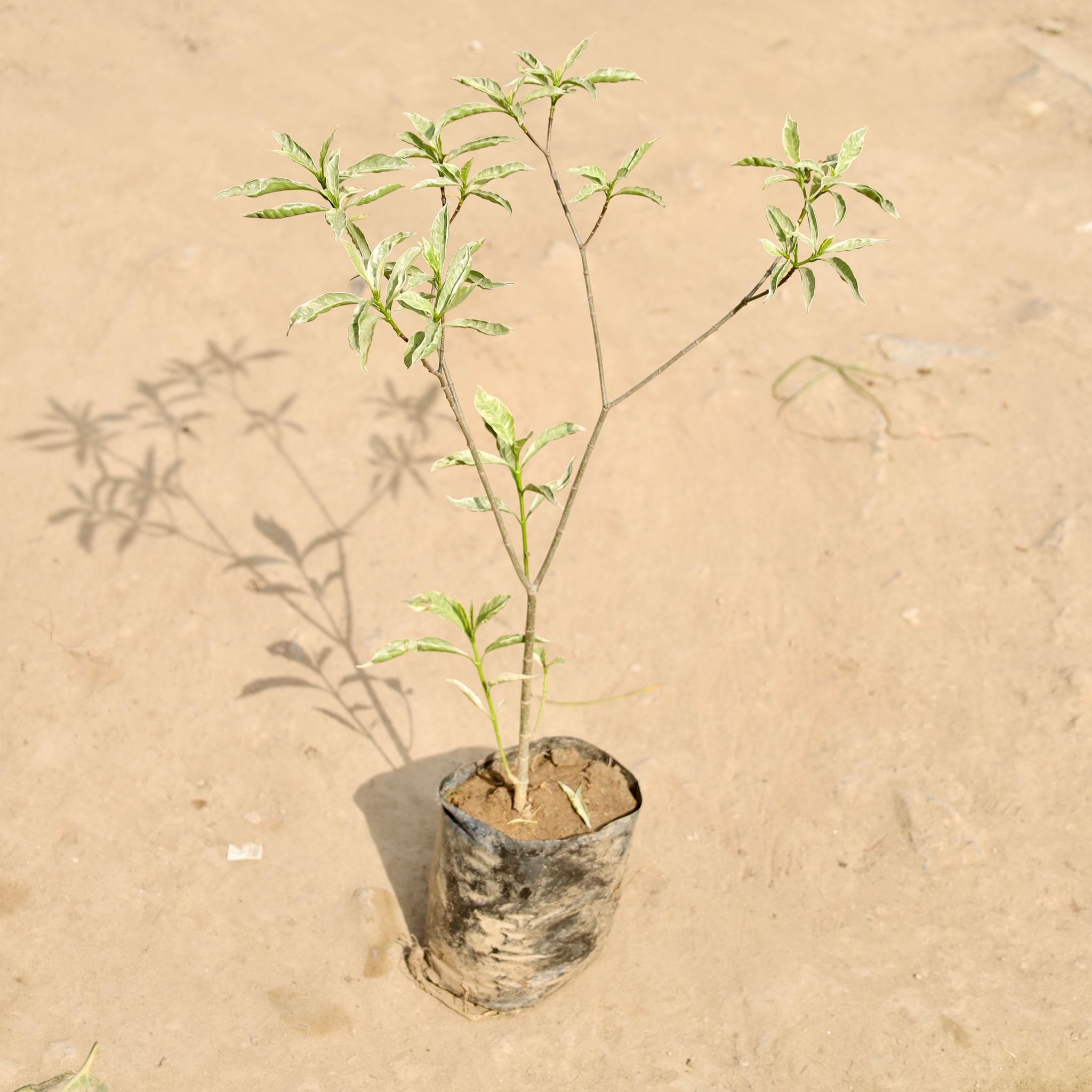 Chandni Variegated in 6 Inch Nursery Bag