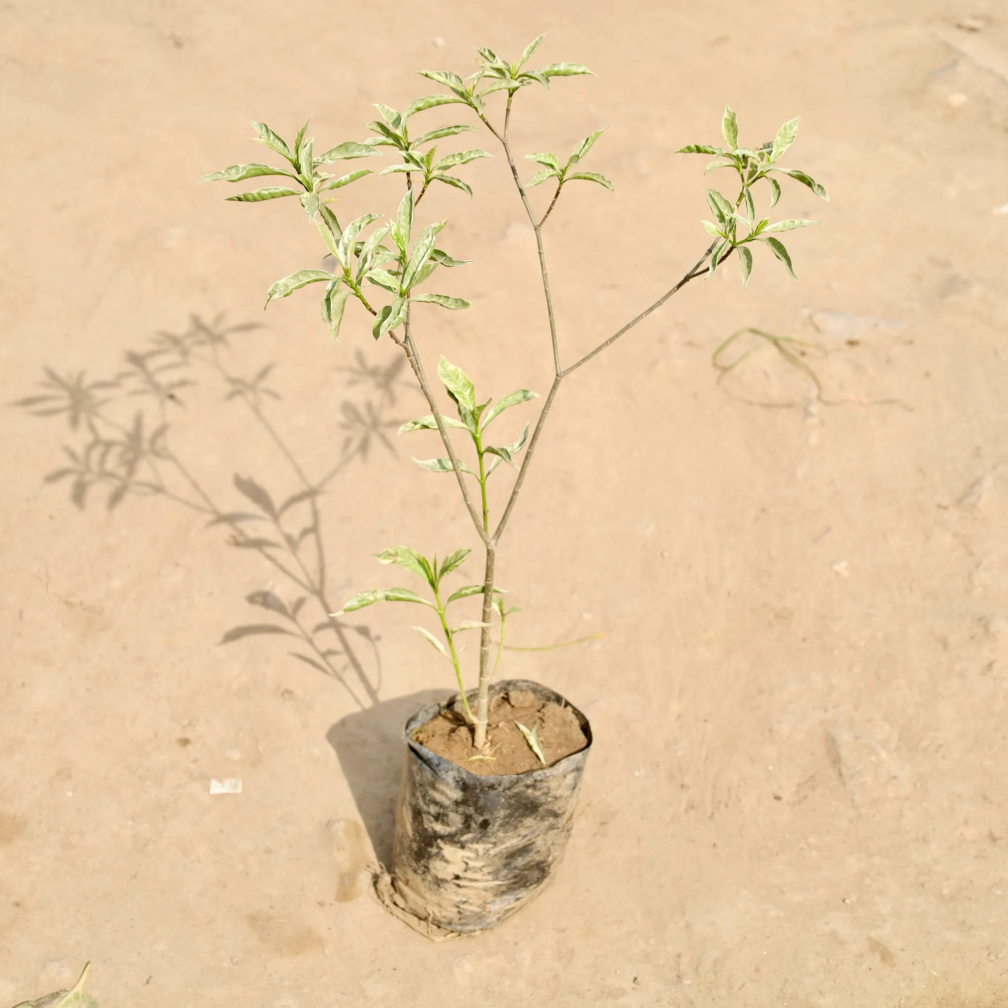 Chandni Variegated in 6 Inch Nursery Bag