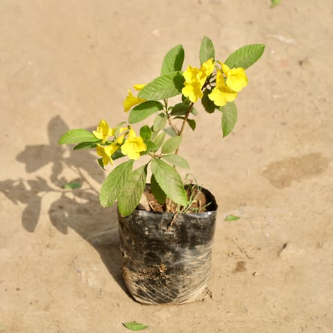 Tecoma (Any Colour) in 6 Inch Nursery Bag