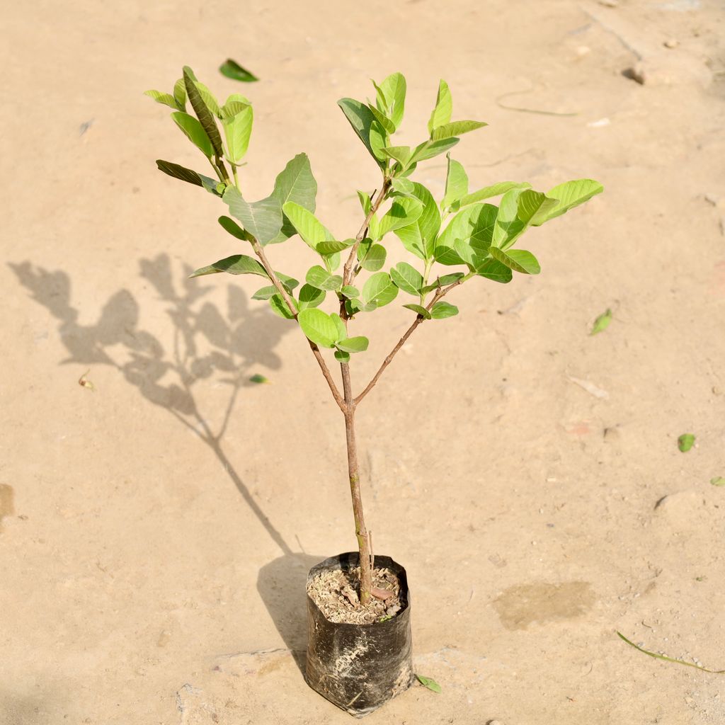 Buy Guava / Amrood in 6 Inch Nursery Bag Online | Urvann.com Guava / Amrood in 6 Inch Nursery Bag