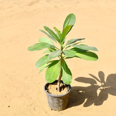 Champa White in 8 Inch Nursery Pot