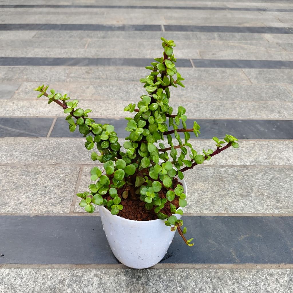 Jade in 5 Inch White Premium Sphere Plastic Pot Jade in 5 Inch White Premium Sphere Plastic Pot