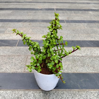 Jade in 5 Inch White Premium Sphere Plastic Pot