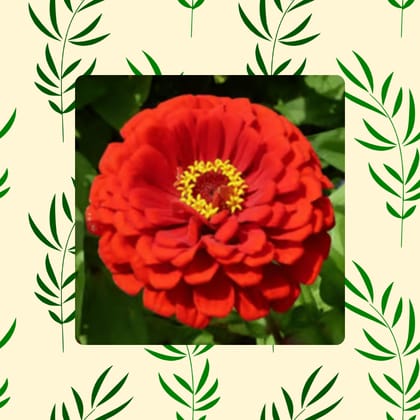 Free Gift - Zinnia Mixed Seeds  - Excellent Germination Summer Seeds - Flash Sale