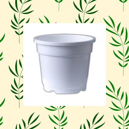 Free Gift - 4 Inch White Nursery Pot - Flash Sale