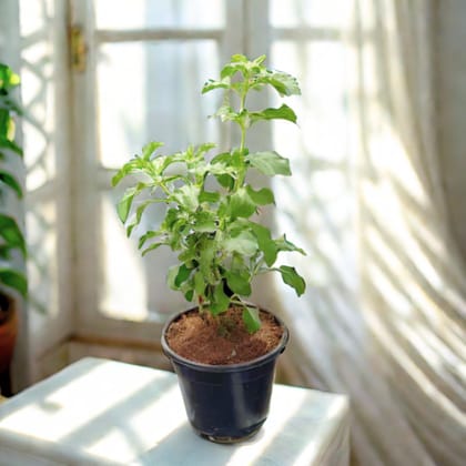Rama Tulsi in 4 Inch Nursery Pot
