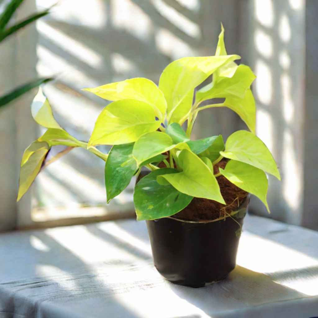 Money Plant Golden in 4 Inch Nursery Pot Money Plant Golden in 4 Inch Nursery Pot