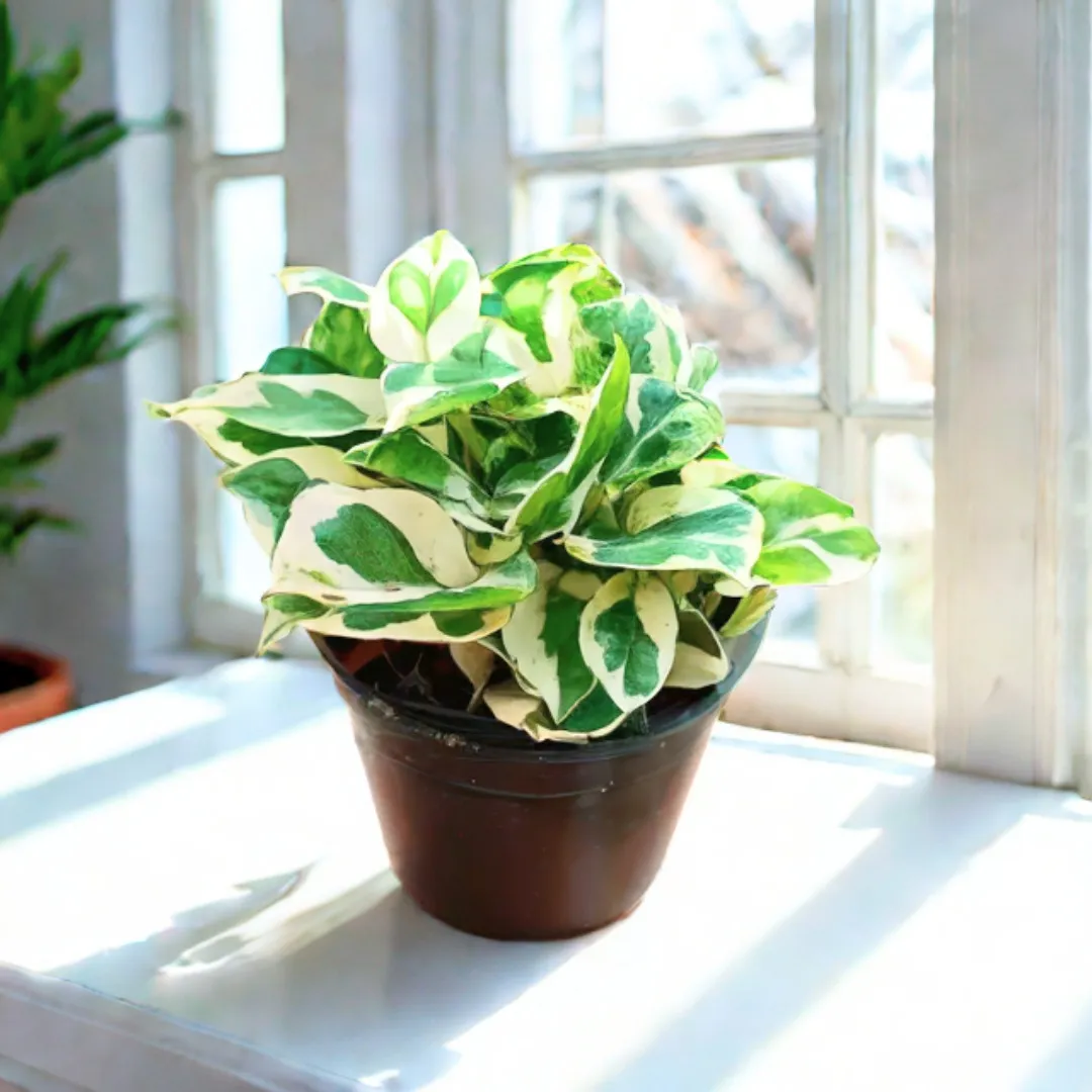Money Plant N'joy in 4 Inch Nursery Pot