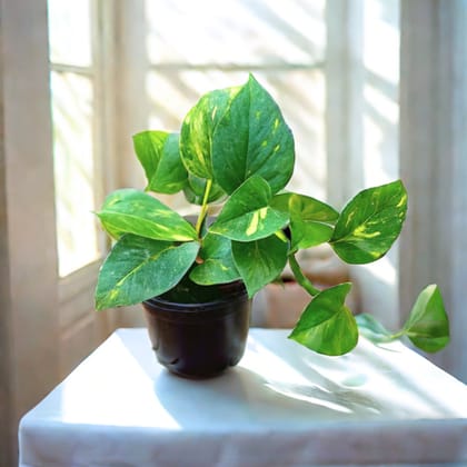 Money Plant Green in 4 Inch Nursery Pot