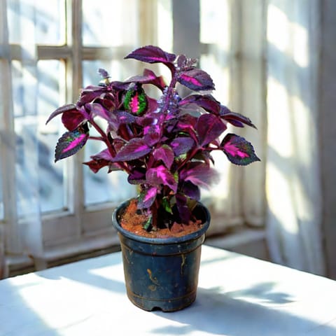 Coleus (Any Colour) in 6 Inch Nursery Pot