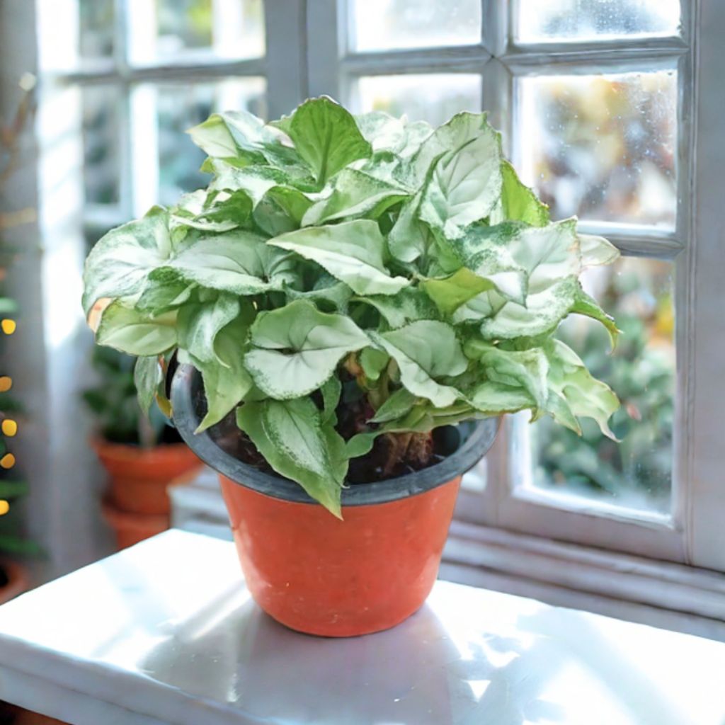 Syngonium Green in 4 Inch Nursery Pot Syngonium Green in 4 Inch Nursery Pot