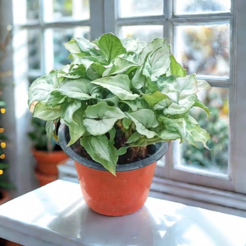 Syngonium Green in 5 inch Nursery pot