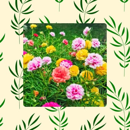 Free Gift - Portulaca Mixed Seeds - Excellent Germination - Flash Sale