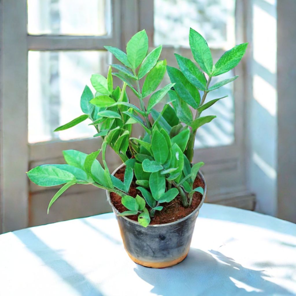 Zz Green in 4 Inch Nursery Pot Zz Green in 4 Inch Nursery Pot