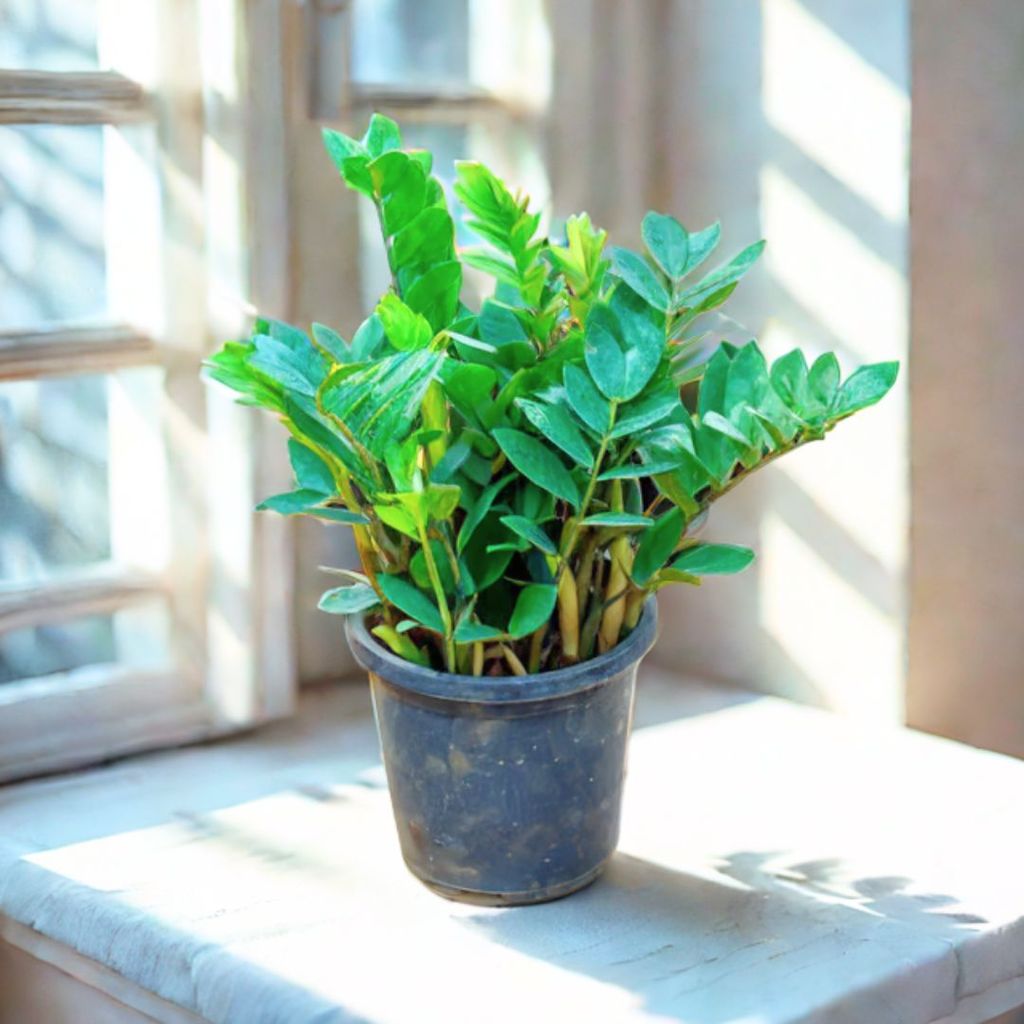 Zz Green in 5 Inch Nursery Pot Zz Green in 5 Inch Nursery Pot