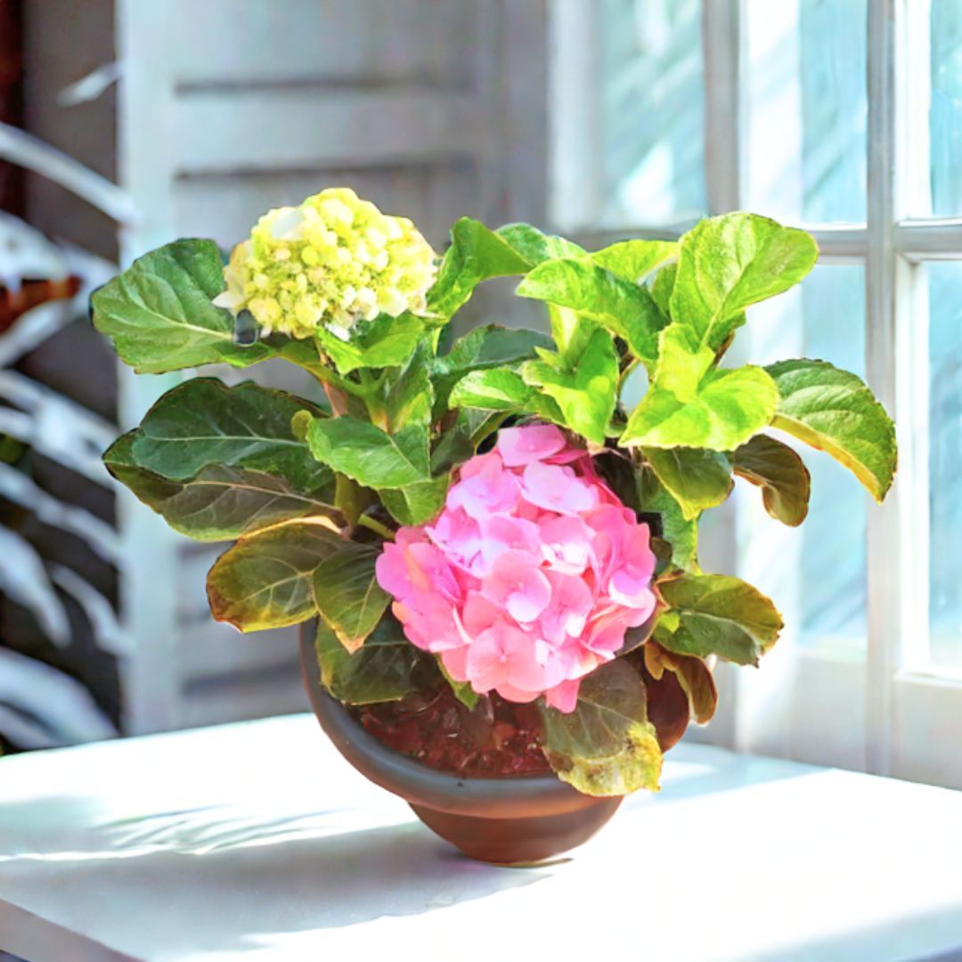 Hydrangea Pink in 8 Inch Nursery Pot