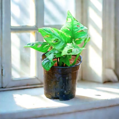 Monstera Broken Heart in 4 Inch Nursery Pot