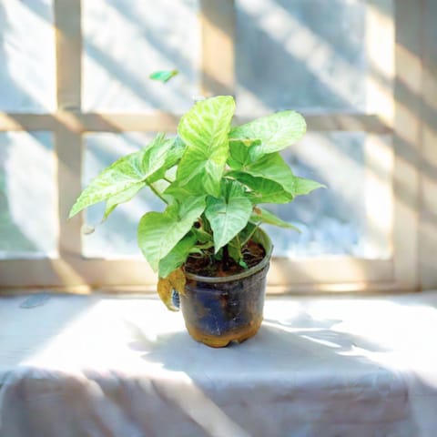 Syngonium Large Leaf in 4 Inch Nursery Pot - Best Indoor Plant for Home