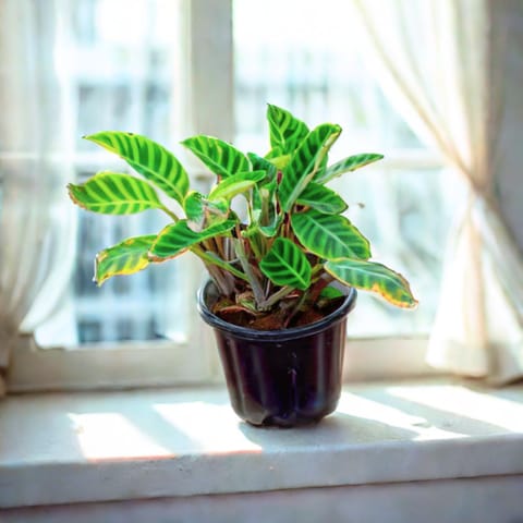 Calathea Maranta / Zebrina in 10 Inch Nursery Pot