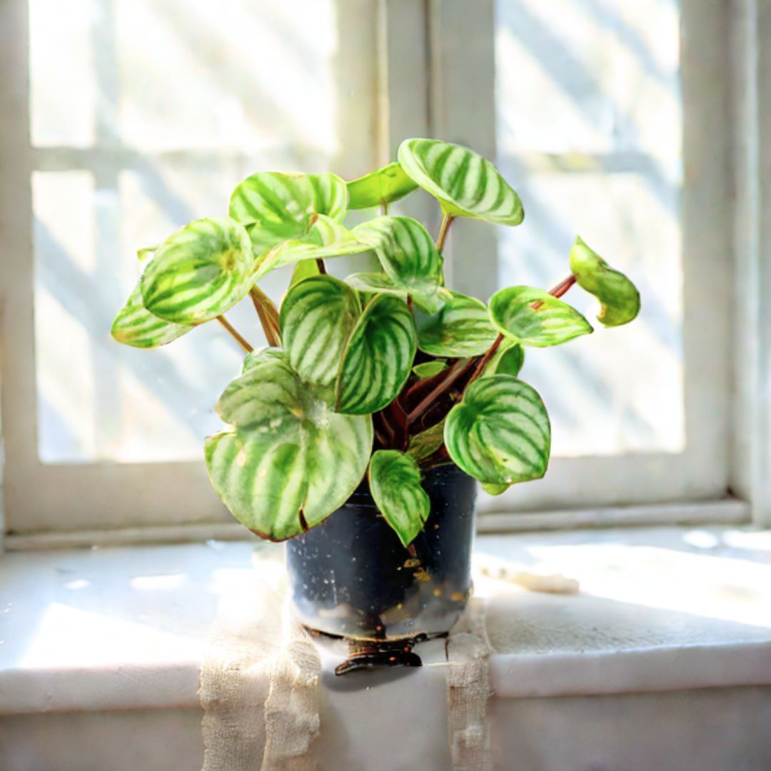 Peperomia / Radiator Plant Watermelon in 4 Inch Nursery Pot