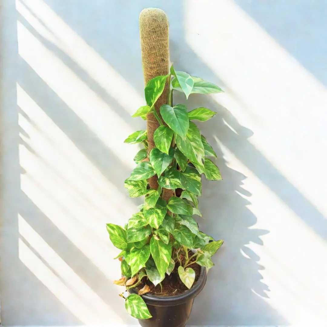 Money Plant Big Leaves with 3 ft Moss stick in 10 Inch Nursery Pot