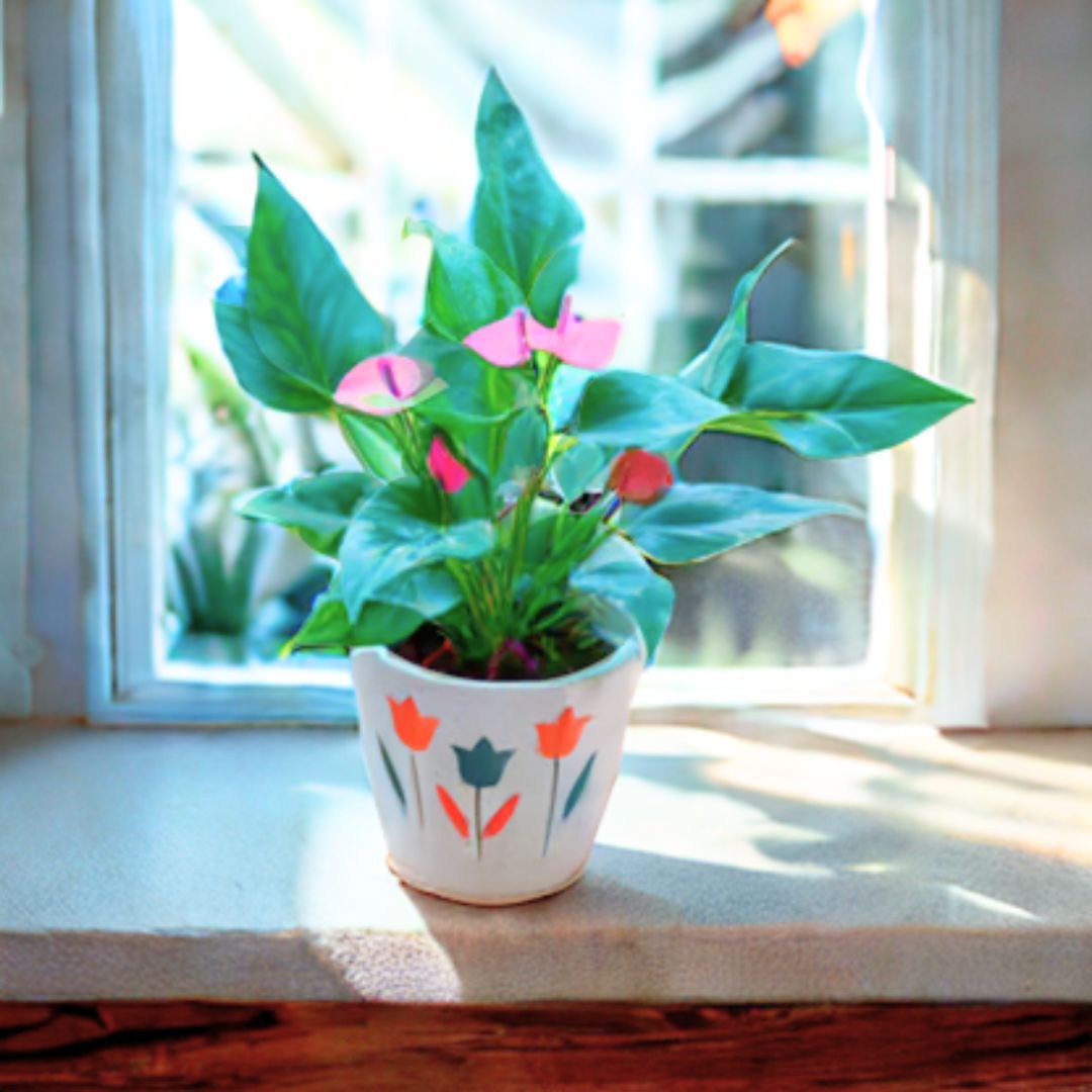 Anthurium (Any Colour) in 7 Inch White Balti Designer Ceramic Pot (Any Design)