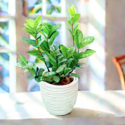 Zz Green in 5 Inch Stylish Cup Style Ceramic Pot (Any Colour)