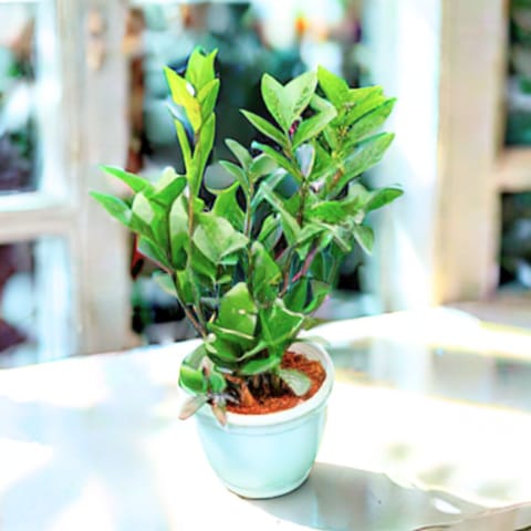 Zz Green in 4 Inch Nursery Pot