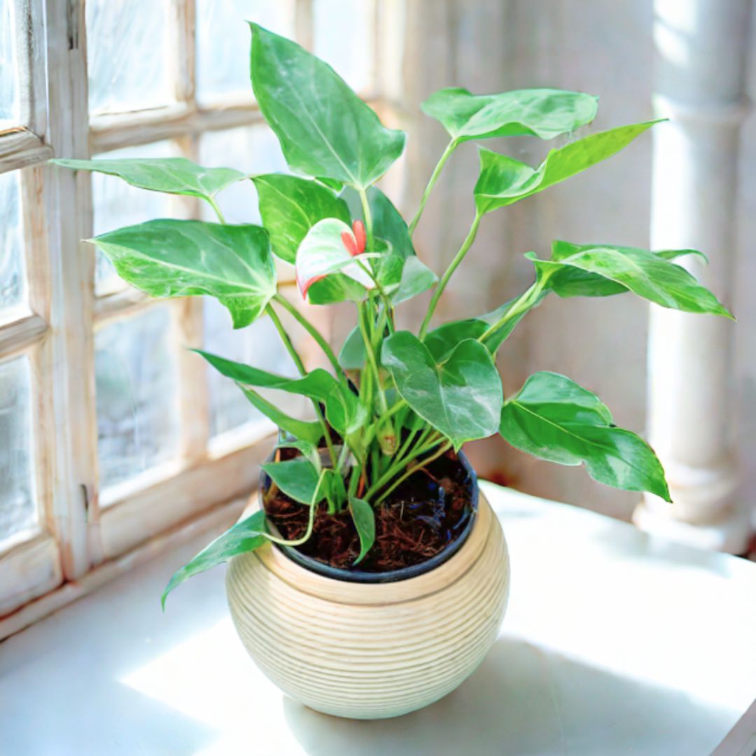 Anthurium (Any Colour) in 6 Inch Stylish Round Ceramic Pot (Any Colour)