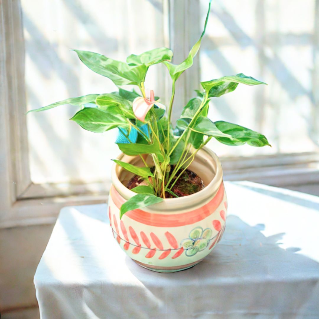 Anthurium (Any Colour) in 7 Inch Premium Round Ceramic Pot (Any Colour)