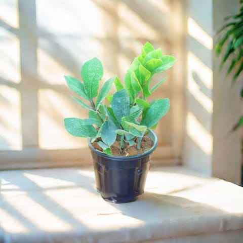 ZZ Green in 6 Inch Nursery Pot- Best Exotic Indoor Plant